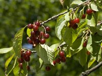 Prunus avium 19, Zoete kers, Saxifraga-Jan van der Straaten