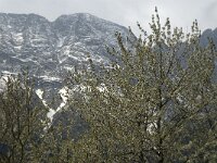Prunus avium 20, Zoete kers, Saxifraga-Jan van der Straaten