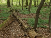 Prunus avium 30, Zoete kers, Saxifraga-Hans Boll