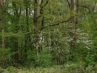 Prunus avium 36, Zoete kers, Saxifraga-Hans Boll