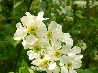 Prunus avium 43, Zoete kers, Saxifraga-Hans Grotenhuis