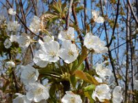 Prunus avium 45, Zoete kers, Saxifraga-Ed Stikvoort