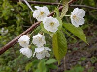 Prunus avium 46, Zoete kers, Saxifraga-Ed Stikvoort
