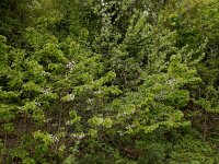 Prunus avium 50, Zoete kers, Saxifraga-Ed Stikvoort