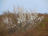 Prunus cerasifera 5, Kerspruim, Saxifraga-Ed Stikvoort