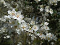 Prunus cerasifera 6, Kerspruim, Saxifraga-Ed Stikvoort