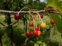 Prunus cerasus 13, Zure kers, Saxifraga-Ed Stikvoort