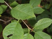 Prunus cerasus 4, Zure kers, Saxifraga-Rutger Barendse