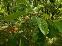 Prunus cerasus 9, Zure kers, Saxifraga-Ed Stikvoort
