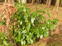 Prunus laurocerasus 3, Laurierkers, Saxifraga-Rutger Barendse