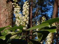 Prunus laurocerasus 6, Laurierkers, Saxifraga-Ed Stikvoort