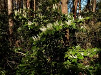 Prunus laurocerasus 7, Laurierkers, Saxifraga-Ed Stikvoort