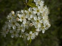 Prunus mahaleb, St Lucie Cherry