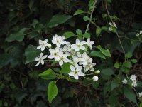 Prunus mahaleb 11, Weichselboom, Saxifraga-Jasenka Topic