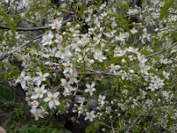 Prunus mahaleb 12, Weichselboom, Saxifraga-Ed Stikvoort : Jerevan - Garni A900