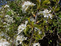 Prunus mahaleb 13, Weichselboom, Saxifraga-Ed Stikvoort : duindoorn Kop van Schouwen s9900
