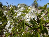 Prunus mahaleb 14, Weichselboom, Saxifraga-Ed Stikvoort : weichselboom Kop van Schouwen Zutphen Beesd - Culemborg Breda