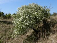 Prunus mahaleb 15, Weichselboom, Saxifraga-Ed Stikvoort : weichselboom Kop van Schouwen Zutphen Beesd - Culemborg Breda