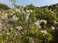Prunus mahaleb 16, Weichselboom, Saxifraga-Ed Stikvoort : duindoorn Kop van Schouwen s9900