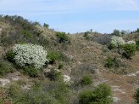 Prunus mahaleb 17, Weichselboom, Saxifraga-Ed Stikvoort : weichselboom Kop van Schouwen Zutphen Beesd - Culemborg Breda