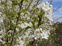 Prunus mahaleb 18, Weichselboom, Saxifraga-Ed Stikvoort : weichselboom Kop van Schouwen Zutphen Beesd - Culemborg Breda