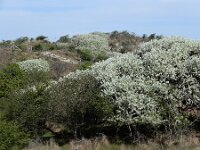 Prunus mahaleb 19, Weichselboom, Saxifraga-Ed Stikvoort : weichselboom Kop van Schouwen Zutphen Beesd - Culemborg Breda