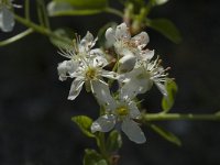 Prunus mahaleb 2, Weichselboom, Saxifraga-Marijke Verhagen