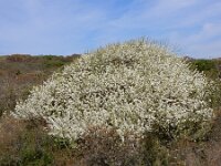 Prunus mahaleb 20, Weichselboom, Saxifraga-Ed Stikvoort : weichselboom Kop van Schouwen Zutphen Beesd - Culemborg Breda
