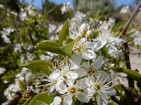 Prunus mahaleb 21, Weichselboom, Saxifraga-Ed Stikvoort : weichselboom Kop van Schouwen Zutphen Beesd - Culemborg Breda