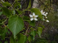 Prunus mahaleb 22, Weichselboom, Saxifraga-Ed Stikvoort : Jerevan - Garni A900