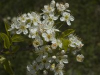 Prunus mahaleb 3, Weichselboom, Saxifraga-Jan van der Straaten