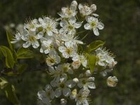 Prunus mahaleb 3, Weichselboom, Saxifraga-Jan van der Straaten