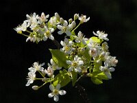 Prunus mahaleb 7, Weichselboom, Saxifraga-Willem van Kruijsbergen