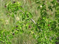 Prunus mahaleb 8, Weichselboom, Saxifraga-Jasenka Topic