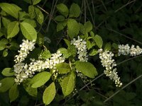 Prunus padus, Bird Cherry