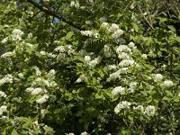 Prunus padus 10, Gewone vogelkers, Saxifraga-Jan van der Straaten