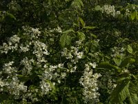 Prunus padus 15, Gewone vogelkers, Saxifraga-Marijke Verhagen