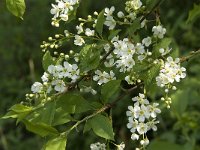 Prunus padus 2, Gewone vogelkers, Saxifraga-Jan van der Straaten
