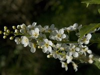 Prunus padus 21, Gewone Vogelkers, Saxifraga-Jan van der Straaten