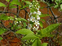 Prunus padus 32, Gewone vogelkers, Saxifraga-Rutger Barendse