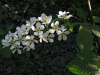 Prunus padus 5, Gewone vogelkers, Saxifraga-Rutger Barendse