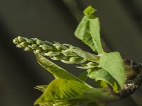 Prunus padus 51, Vogelkers, Saxifraga-Jan van der Straaten