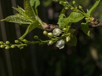 Prunus padus 52, Vogelkers, Saxifraga-Jan van der Straaten