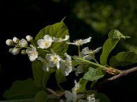 Prunus padus 53, Vogelkers, Saxifraga-Jan van der Straaten