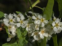 Prunus padus 54, Vogelkers, Saxifraga-Jan van der Straaten