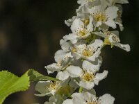 Prunus padus 55, Vogelkers, Saxifraga-Jan van der Straaten