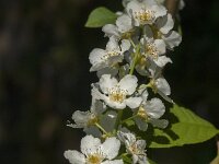 Prunus padus 56, Vogelkers, Saxifraga-Jan van der Straaten
