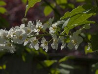Prunus padus 57, Vogelkers, Saxifraga-Jan van der Straaten
