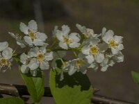 Prunus padus 58, Vogelkers, Saxifraga-Jan van der Straaten
