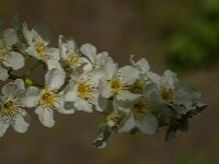 Prunus padus 59, Vogelkers, Saxifraga-Jan van der Straaten